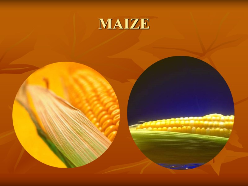 MAIZE